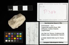 Foto (Objekt + Etiketten) von Longodromites angustus (Reuss, 1858) 